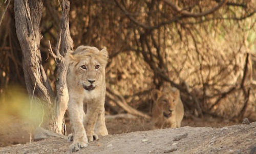 Gir Jungle Trail Gir Jungle Trail