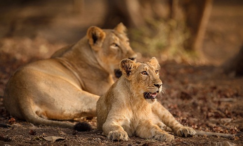 Available online. For advance safari booking Kindly go through the following points: Available online. For advance safari booking Kindly go through the following points: