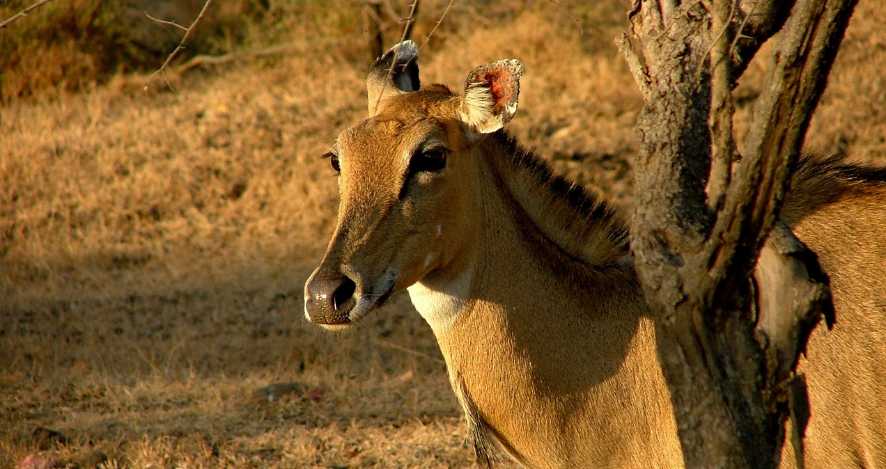 The Gir Jungle : A Journey