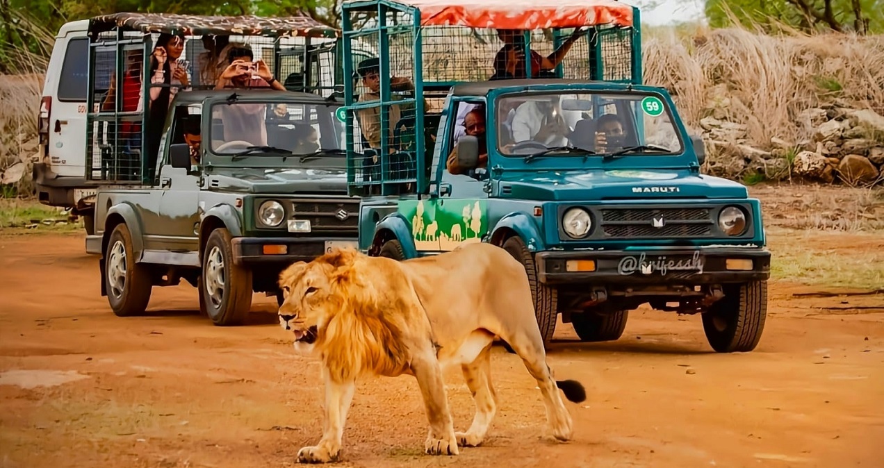 Awaits Discover Gir Jungle