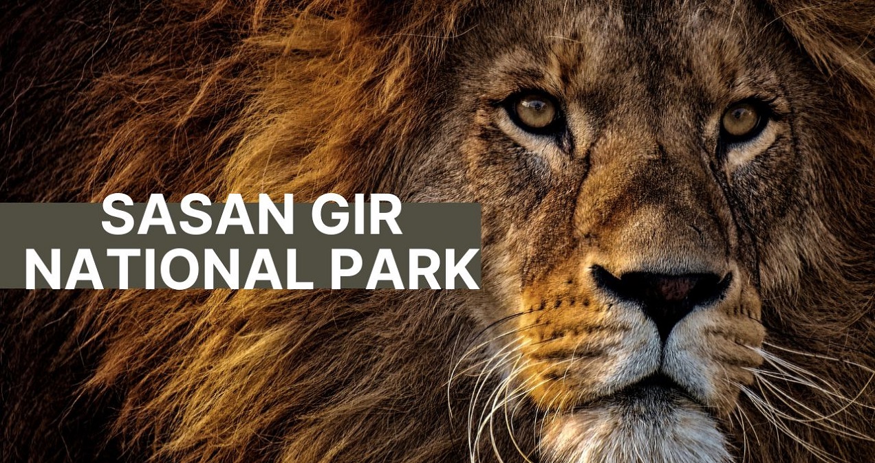 Gir Jungle Lion - Experience
