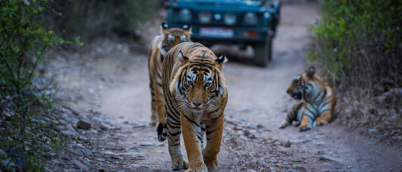 Gir Jungle Safari