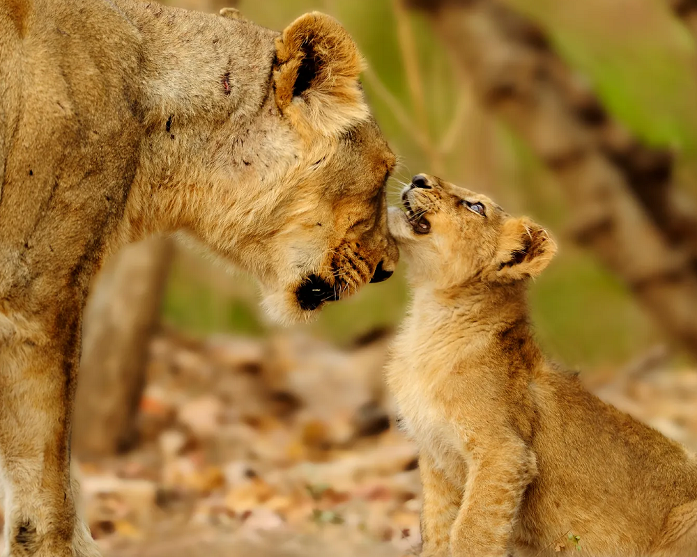Gir Jungle Lion Gir Jungle Lion
